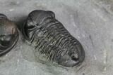 Two Detailed Gerastos Trilobites - Mrakib, Morocco #89307-5